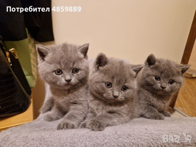 Британчета си търсят дом, снимка 3 - Британска късокосместа - 54948014