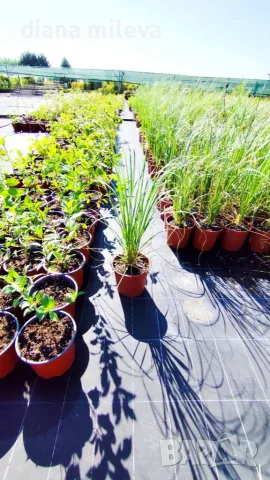Пампаска трева, Кортадерия, бяла, Cortaderia Sellona, снимка 6 - Градински цветя и растения - 55337080