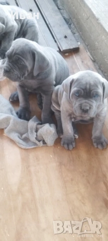 Cane Corso Italiano, снимка 11 - Търси партньор - 53836498