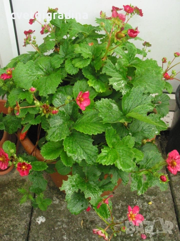 Strawberry ‘Toscana’ / Ягода „Тоскана“