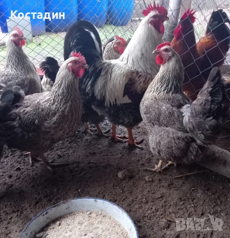 Разплодни яйца от Катунска Сребърна 