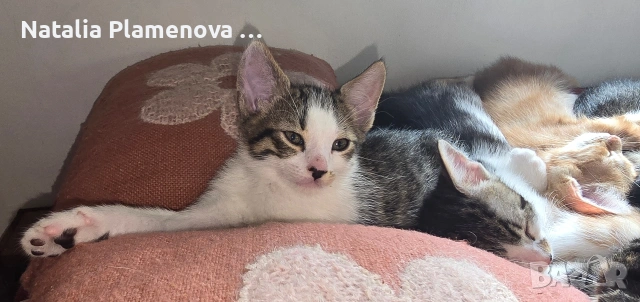 Супер котета!!!, снимка 6 - Британска късокосместа - 54821461