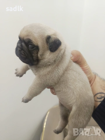 ЕЛИТНИ МОПСЧЕТА , снимка 6 - Мопс - 52454551