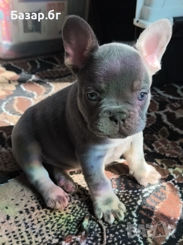Френско булдоче Лилак тан ( флъфи ген), снимка 8 - Френски булдог - 53719888