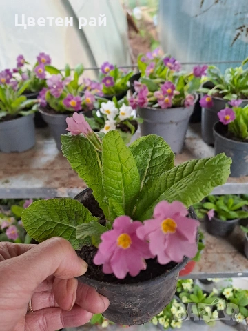 Домашна иглика в саксия , снимка 6 - Градински цветя и растения - 54010243