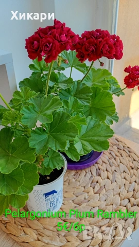 Сортово мушкато Pelargonium Plum Rambler , снимка 3 - Стайни растения - 55133213