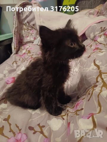 Мъжко котенце търси дом, снимка 3 - Други - 47355560
