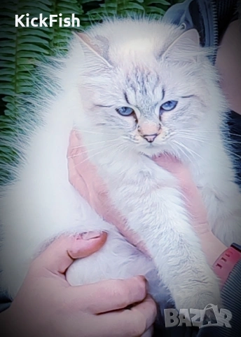 Невски маскарадни котенца , снимка 6 - Други - 54766052