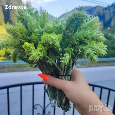 Мурсалски чай..