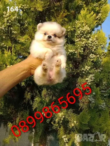 Прекрасен избор на мъжки и женски Померани. , снимка 3 - Померан - 55607413
