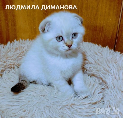 Шотландско мъжко Скоттиш Фолд. 
