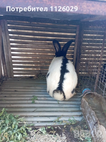 Заек пеперуда , снимка 3 - Други - 54235766