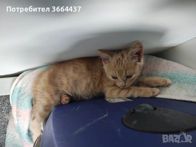 Красиво оранжево коте за подаряване, снимка 2 - Други - 54929041