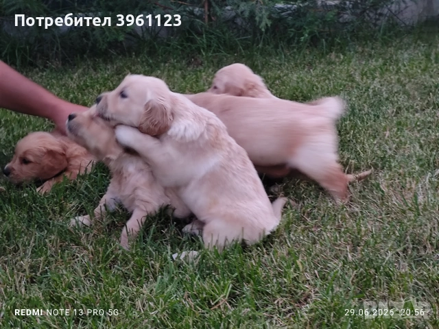 Малки сладки кученца!, снимка 3 - Голдън ретривър - 55102698