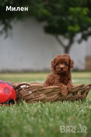 Той пудел Toy poodle