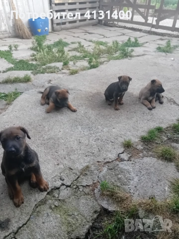 Продавам малки женски кученца , снимка 3 - Белгийска овчарка - 54917873