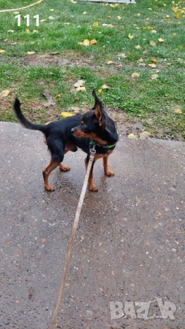 Мини Пинчер за Разплод.НЕ СЕ ПРОДАВА , снимка 2 - Пинчер - 53969525