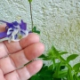 градински студоустойчиви цветя , снимка 3