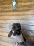Продавам мини йорки  , снимка 4