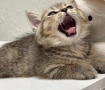 Шотландски котенца , снимка 9