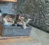 Подарявам  котенца , снимка 5