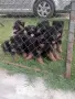 Търсят си нов дом., снимка 4