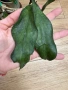 Hoya Хоя Clemensiorum Epc 446, снимка 2