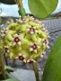 Hoya Хоя Bulusan , снимка 1
