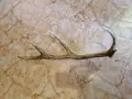 рог от елен          ,, снимка 2