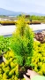 Туя Златен Смарагд, Thuja Occidentalis Golden Smaragd, студоустойчива!!, снимка 4