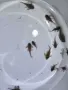 L 333 pleco.- 4 см , снимка 4