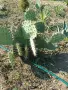 Студоустойчив гигантски кактус, снимка 2