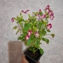 Комплект Цветя Торения, снимка 16