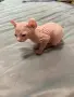 котенца Канадски сфинкс и Елф, снимка 4
