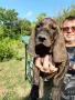 Кученца Плодхаунд, снимка 2