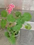 Продавам различни цветя, снимка 2