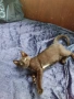 Подарявам черно коте- гр. Лясковец, снимка 1