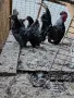 Продавам ярки шабо, снимка 3
