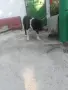   Любимци кучета !!!, снимка 4