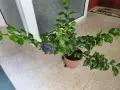Дуранта голяма и адаптирана, снимка 4