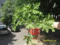 Продавам цвете "ИНДРИШЕ", снимка 2