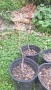 Продавам декоративно растение Китайски мехурник (Koelreuteria paniculata), снимка 5