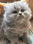 Пухкава дългокосместа британска принцеса, снимка 2
