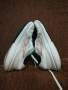 Nike air zoom vomero 16 оригинални размер 41, снимка 5