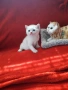 Супер Цена .Елитни Котенца, снимка 5
