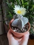 Astrophytum myriostigma,, снимка 3