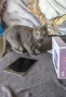 Lenovo Idea Tab 256GB/8GB + Клавиатура + Стилус + Мишка + 4 Калъфа (ГАРАНЦИЯ), снимка 10