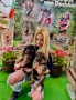 Чистокръвни Немски овчарки, снимка 1
