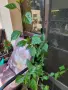 Хибискус Меделин шампион, снимка 2