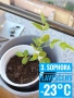 Продавам разсад от зайчина, индиго, софора , снимка 3